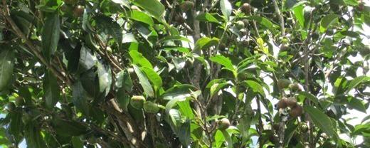 关于昔日受冷茶籽 今朝有望成为云南腾冲茶农“致富油”的新闻