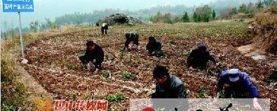 有关于通江做大做强茶产业的最新消息