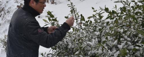 有关于北仑春晓：＂早春茶乌牛早基本上都给冻伤了＂的热门消息