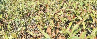 关于株洲三成茶树渴死 茶农损失超一亿元的最新消息