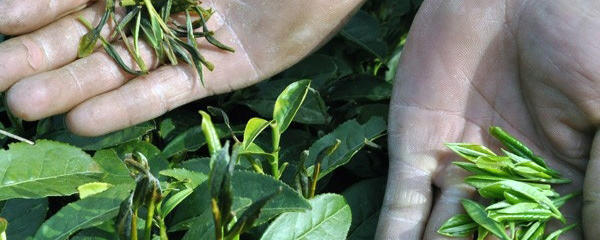 有关于岳西菖蒲春茶成灾面积超过3000亩的热门资讯