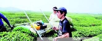 关于贵州“十一五”茶叶科技重大专项通过验收的资讯