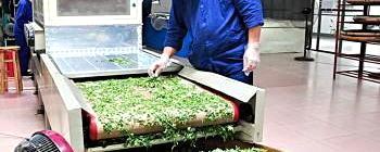 有关于中国名茶之乡昭平计划打造“广西绿色茶都”的热门资讯