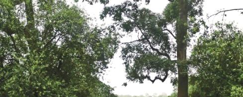 关于茶树自然博物馆景迈古茶园迈上申遗路（图）的信息