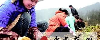 有关于德江大交通带动茶产业大发展的新闻