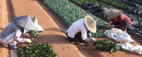 关于福鼎市点头镇掀起了培育茶苗的热潮的消息