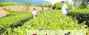 有关于丽水：功能性肥料 助茶农增产的热门资讯