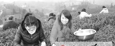 关于泸州特早茶主要生产基地开园采摘的热门信息