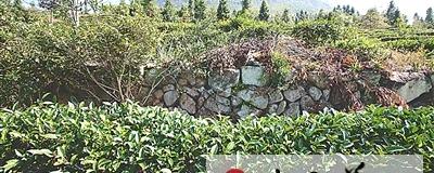 关于走进百年老茶山的前世今生的新闻