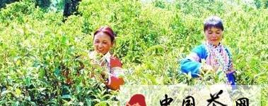 关于普洱茶秋茶进入采摘期的热门资讯