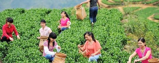 关于福建安溪再迎铁观音秋香四溢时节的最新消息