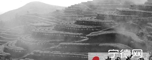 关于寿宁县高山乌龙茶神韵香飘四海的热门信息
