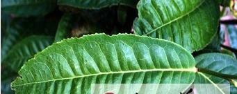 关于茶商“盯死”古树茶，市场呈现局部“高温”的热门消息