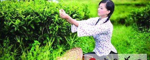 关于碧螺春首批茶叶将在3月下旬上市的资讯