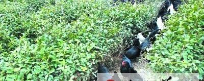 有关于康县充分发挥茶园资源 发展茶园养鸡群众增收的最新信息