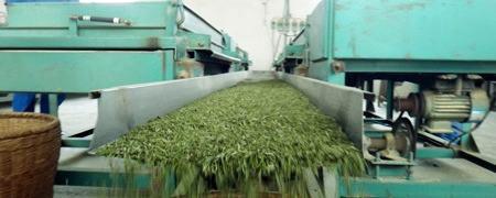 有关于2014年宜宾早茶采摘正式拉开帷幕的信息