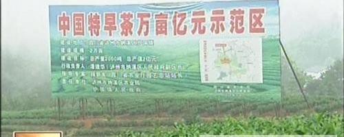 有关于泸州：打造全国最大特早茶基地的热门资讯