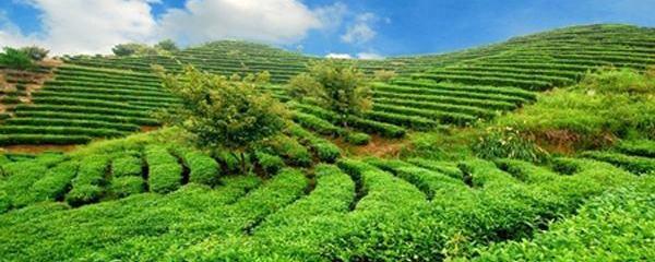 关于岳西倾力主打“岳西翠兰”茶叶品牌的最新信息