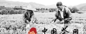 关于嵊州茶园旱情大大缓解 茶农灾后抓紧摘秋茶的热门资讯
