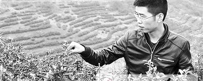 有关于陈哲：回乡盘茶将茶叶和文化创意结合的信息