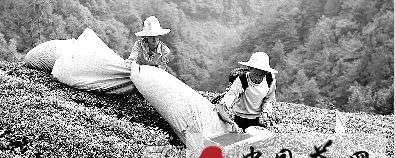 关于宣恩县茶农忙采摘秋茶的热门消息