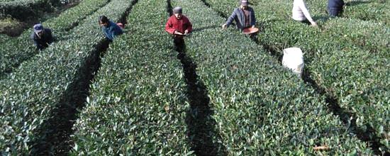 关于茶叶成康县农民致富“摇钱树”的热门资讯