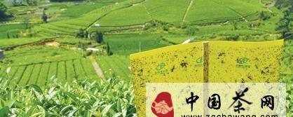关于磐安县茶园大力推广使用黄色粘虫板的消息