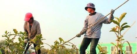 关于日照茶农为茶园披“冬衣”的热门新闻