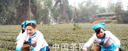 关于泸州纳溪茶农抢摘“第一芽”的热门新闻