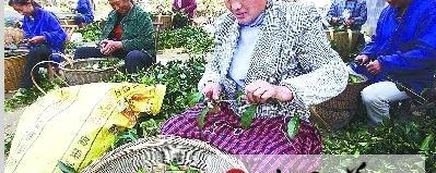 关于咸丰县大力发展良种茶的热门新闻