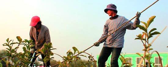 关于日照市将大力宣传推广茶树越冬防护经验(图)的消息