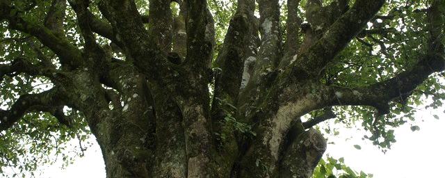 有关于哭泣的的古茶树的资讯