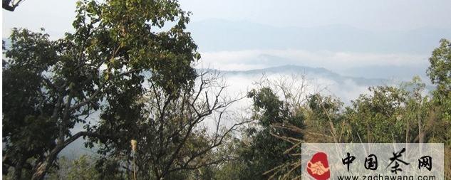 关于则道联手CCTV发现之旅频道《纪录东方》栏目 揭秘曼松贡茶山神秘历史的新闻