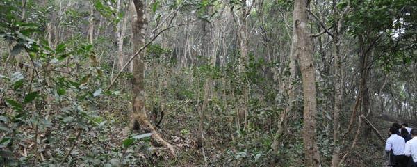 关于浦北打造“五皇老茶家园”提升茶产业的资讯