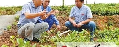 关于安溪县农技人员引导茶企发展有机茶的最新信息