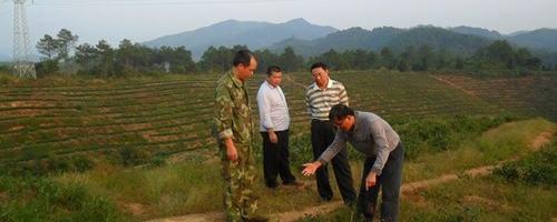 有关于杜起洪一行深入宁化县指导茶叶生产的消息