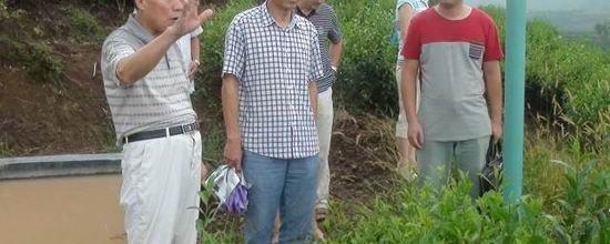 关于福鼎市茶业协会组织开展福鼎白茶文化调研(图)的热门信息