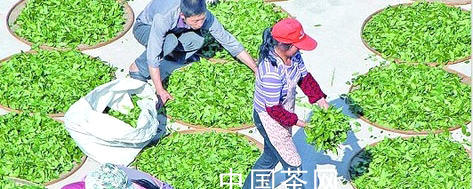 有关于泰宁无公害茶区进入春茶采摘旺季的信息