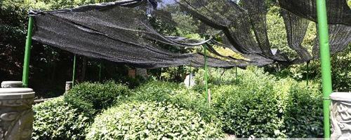 有关于茶届动态：杭州茶农抗旱护茶的信息