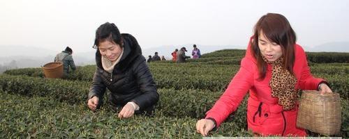 关于泸州纳溪：特早茶上市“飘香” 青山采茶忙的最新信息