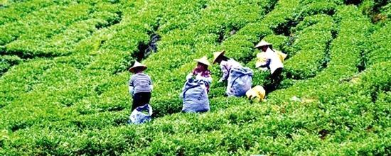 关于安溪生态茶园建设 仍是重头戏的最新信息