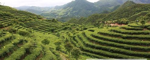 有关于福鼎白茶栽培标准化示范区获评全国优秀示范区的最新资讯