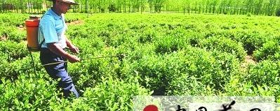 有关于巢湖市坝镇做大做强特色茶叶产业的最新资讯