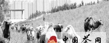 有关于“重走茶叶之路”驼队途经山西太原的消息