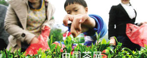 关于体验采茶炒茶 感受绍兴茶文化的热门信息