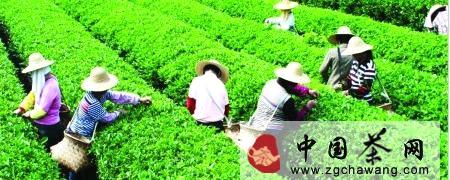 关于“嘉应茗茶”引领茶叶产业发展的最新消息