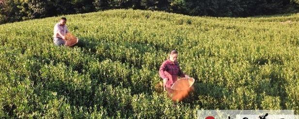 关于新昌“茶王”农户力争酷暑损失秋后补的热门信息