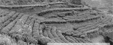 有关于古丈盘草村实现“人平两亩茶，户平十亩茶”的消息