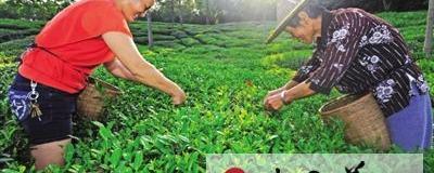有关于新昌“茶王”农户 力争酷暑损失秋后补的最新信息