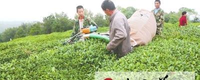 关于红安县茶叶机械化助农增收的热门信息